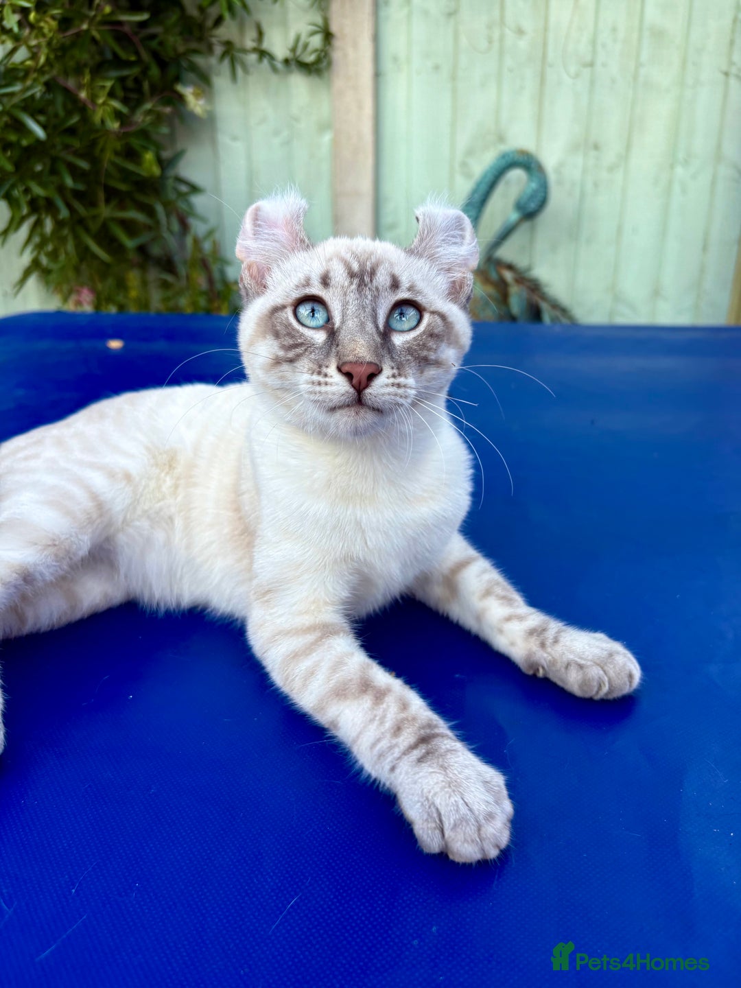 Bengal cats for sale: Stunning rare female  - Image 32