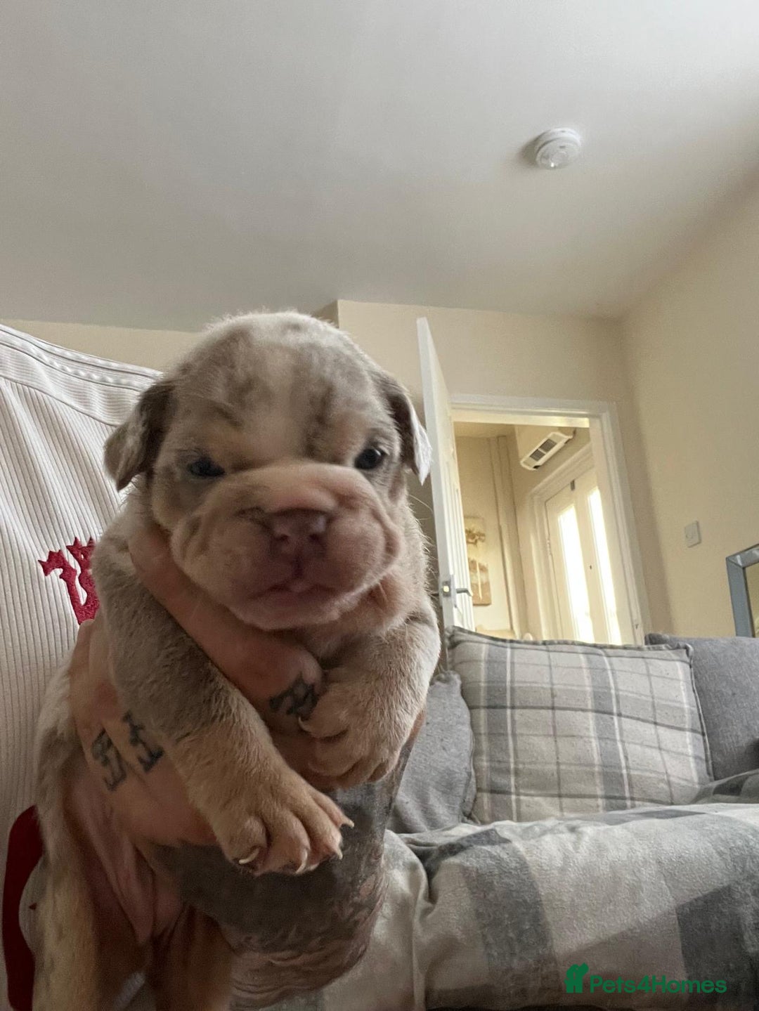 English Bulldog dogs for sale: English Bulldogs  - Image 26