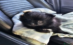 Pomeranian dogs for sale: 3 Pure Pomeranian, Boys Bear&Milo. Girl Ebony - Image 13