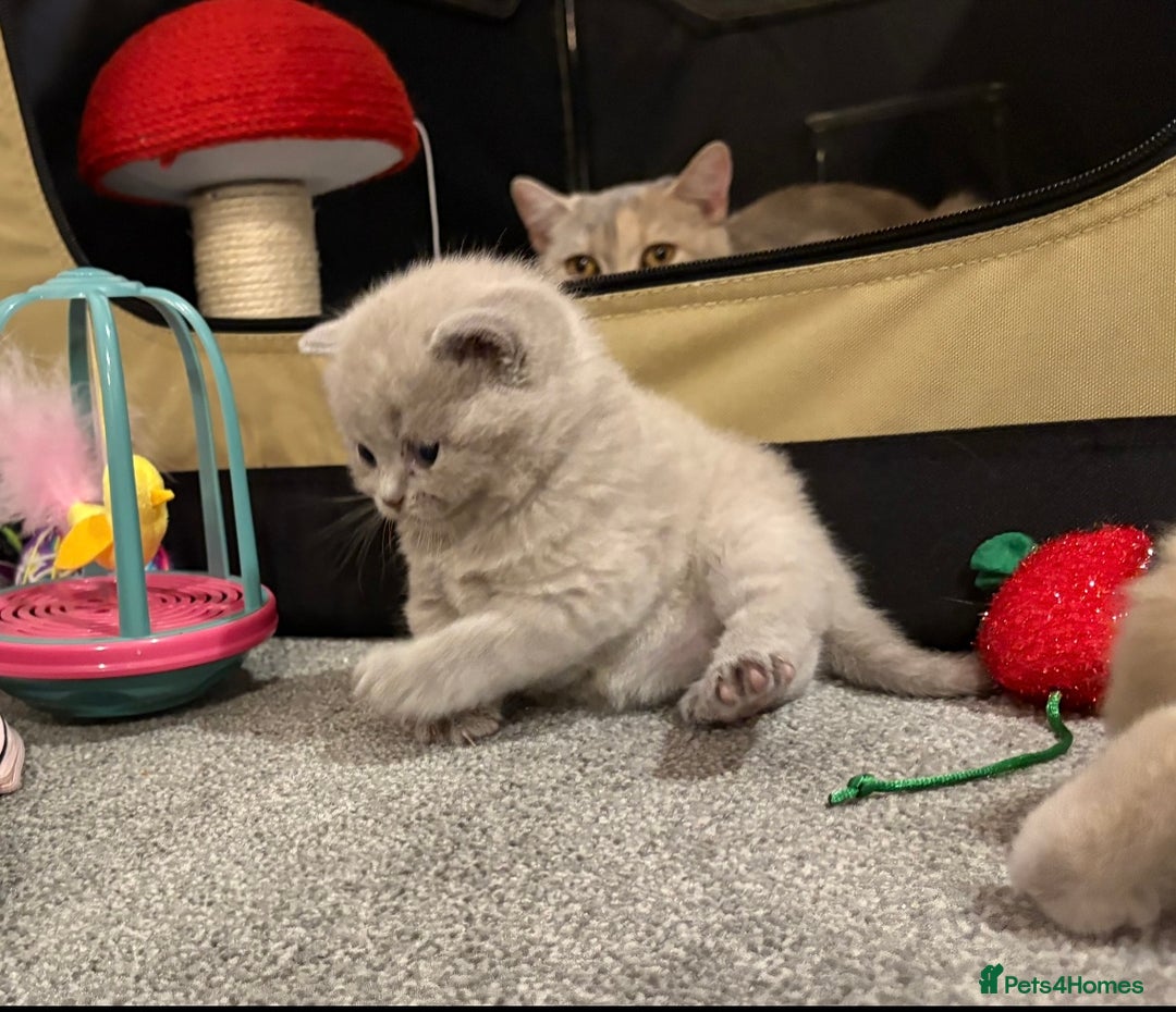 British Shorthair cats for sale: gorgeous gccf pedigree British short hair kittens - Image 4