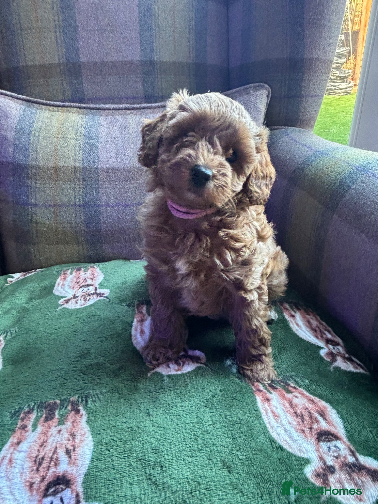 Cockapoo dogs Ready to leave beautiful cockapoo puppy’s - Advert 12