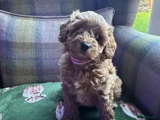 Cockapoo dogs Ready to leave beautiful cockapoo puppy’s - Advert 12