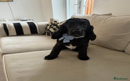 Cocker Spaniel dogs for sale: Show cocker spaniel  - Image 1