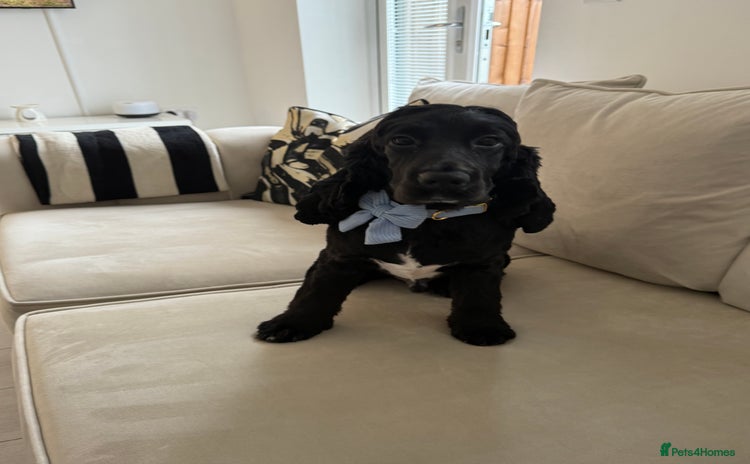 Cocker Spaniel dogs - Advert 2