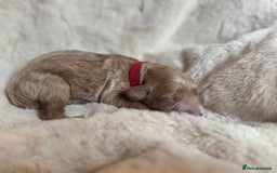Mini Goldendoodle dogs for sale: Miniature Golden Doodles - Image 3