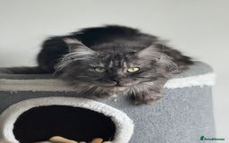 Maine Coon cats for sale: Main coons - Image 3