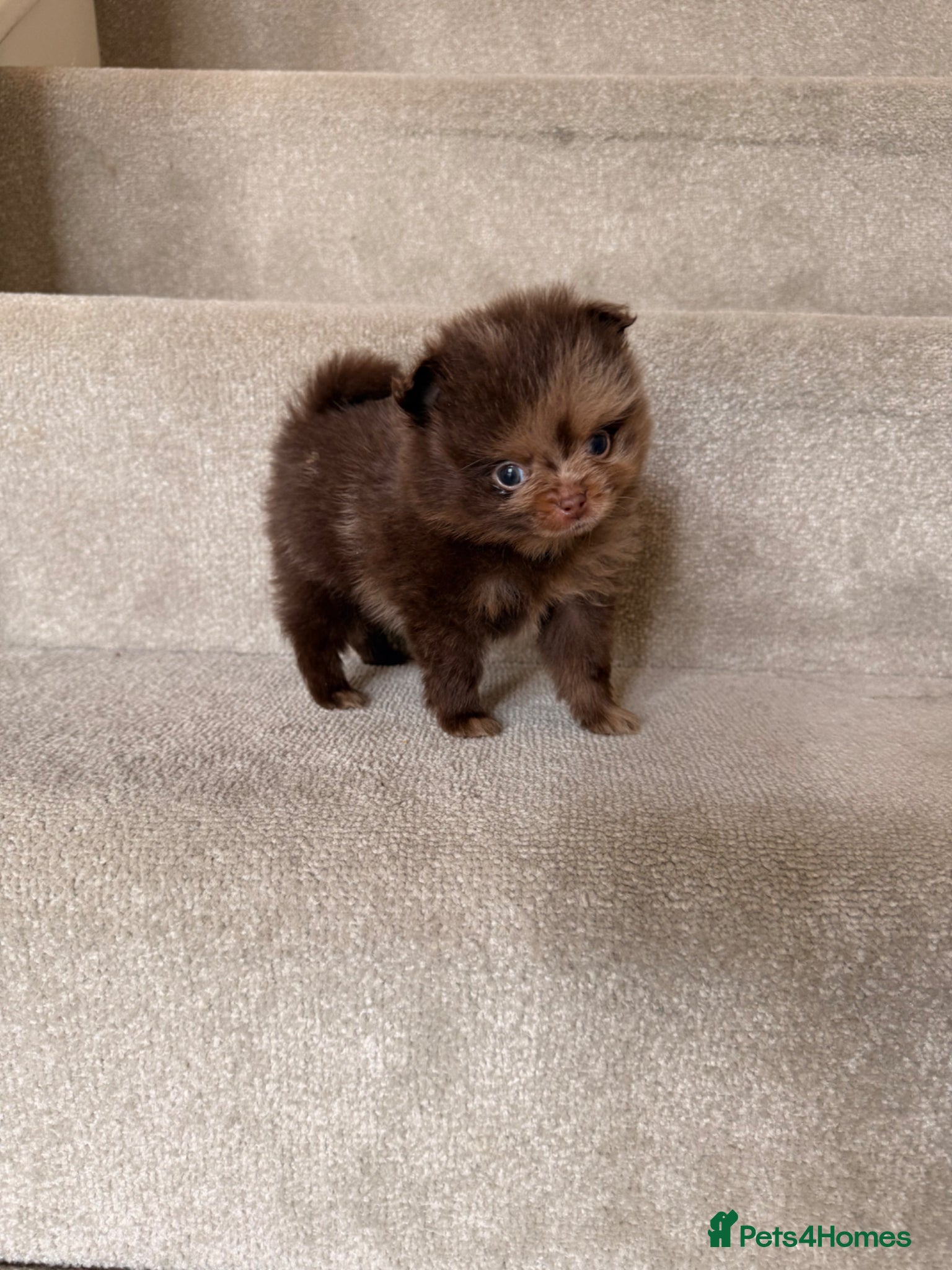 Pomeranian dogs Beautiful Pomeranian Puppies ❤️ - Advert 1