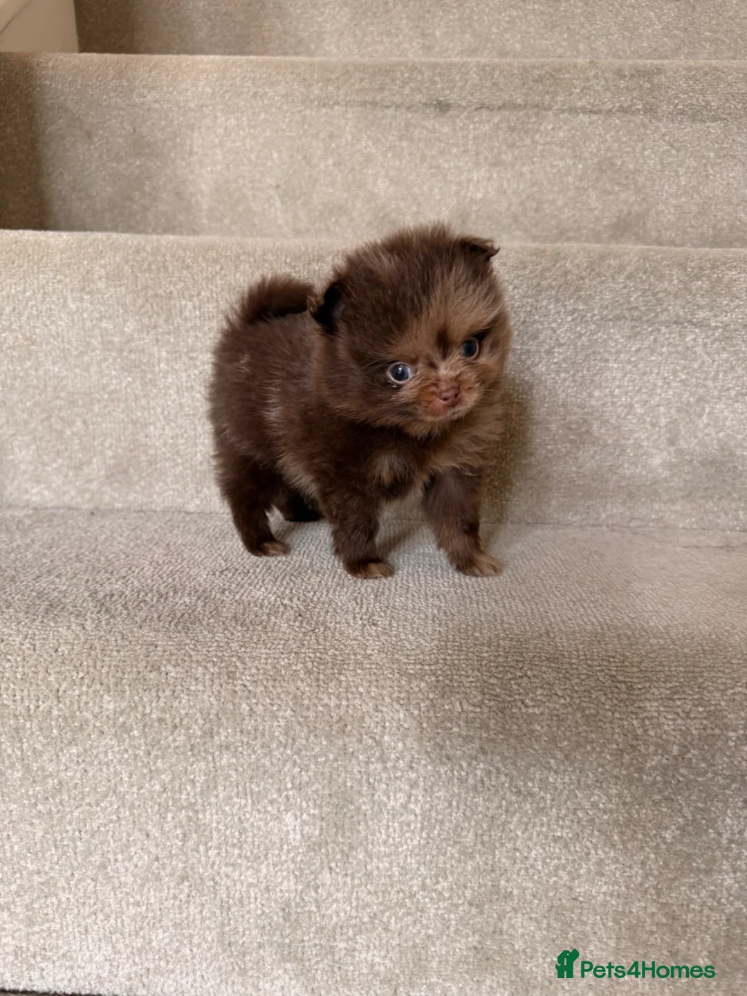 Pomeranian dogs for sale: Beautiful Pomeranian Puppies ❤️ - Advert 1