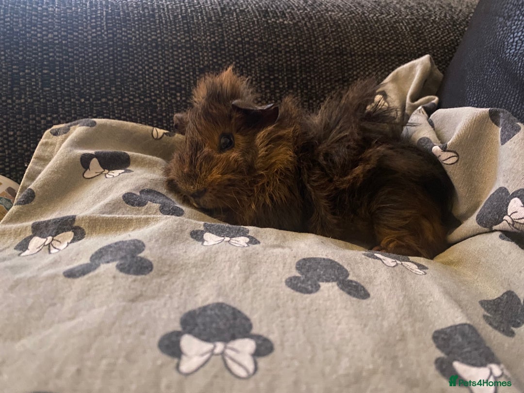 Guinea Pig rodents for sale: SOLO PIGGY FOREVER HOME🤎 - Advert 4