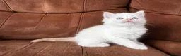 Maine Coon cats for sale: 4 LEFT! Stunning main coon x ragdoll kittens  - Advert 8
