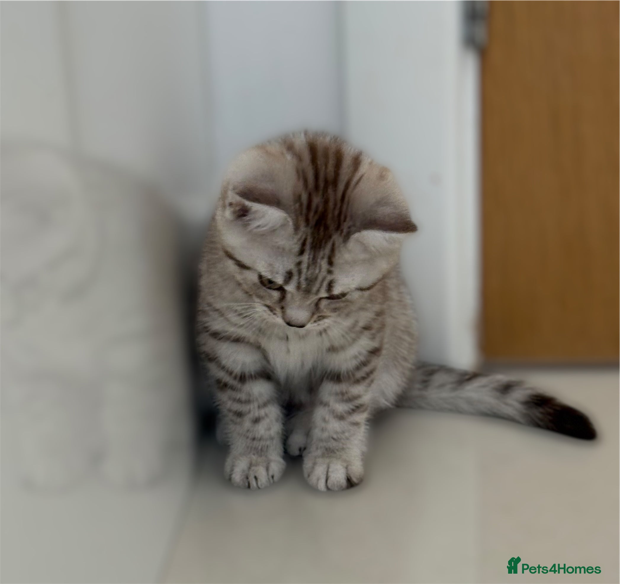 British Shorthair cats 💙 READY NOW GCCF Pedigree BSH 2 Males 💙 Spotted  - Advert 3