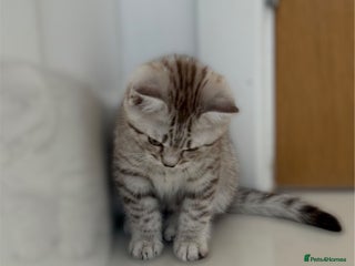 British Shorthair cats 💙 READY NOW GCCF Pedigree BSH 2 Males 💙 Spotted - Advert 3