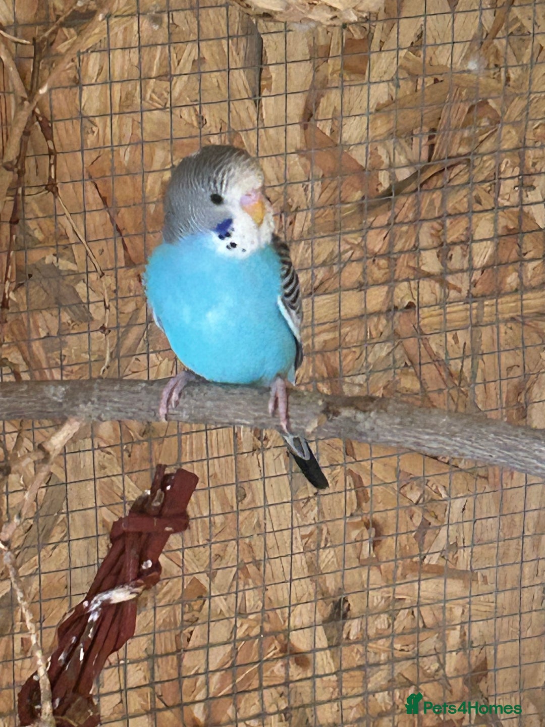 Budgerigars birds for sale: Budgies  - Image 2