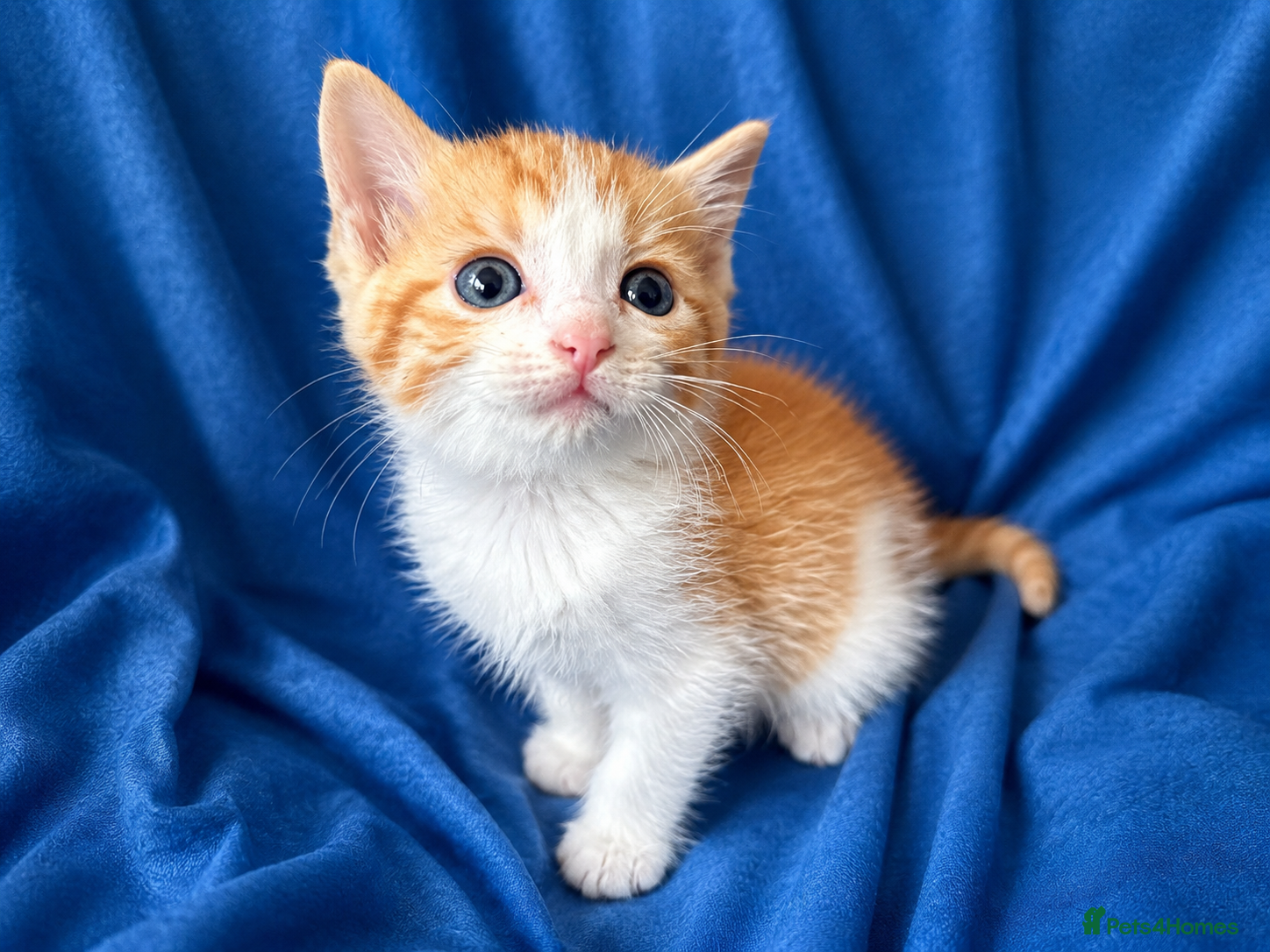 Ragdoll cats for sale: Beautiful Ragdoll cross kittens - Advert 10