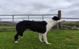Border Collie dogs for sale: Finn 10 months old male border collie  - Image 3