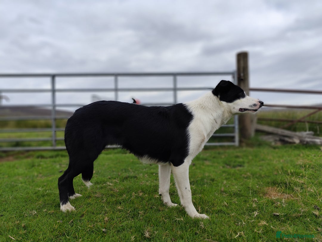 Border Collie dogs for sale: Finn 10 months old male border collie  - Image 3