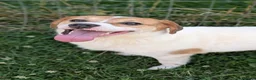 Mixed Breed dogs for adoption: Bagel for adoption! in Walsall - Advert 4