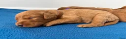 Labradoodle dogs for sale: Extensively Health Tested F1 Miniature Labradoodle - Advert 4