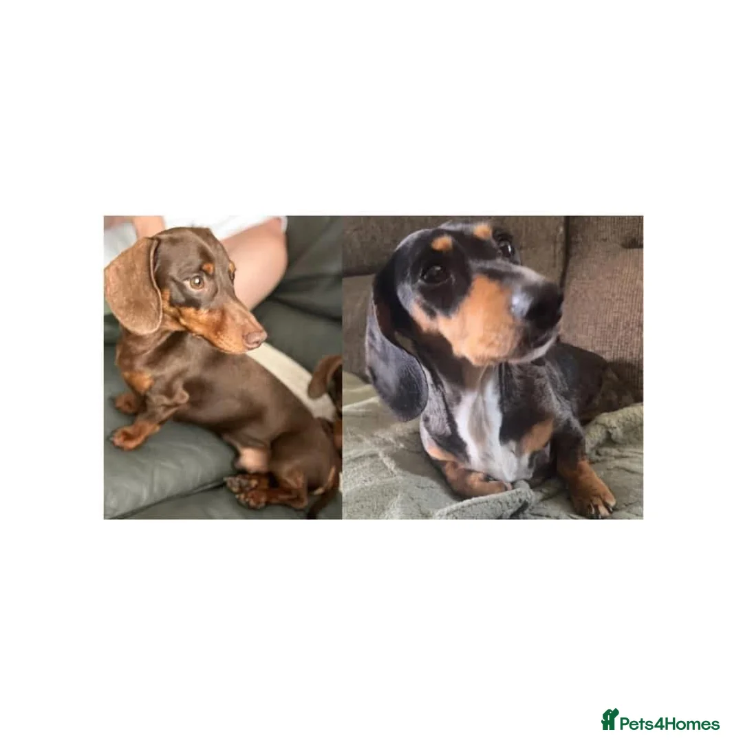 Miniature Dachshund dogs for sale: Min smooth due to leave approx 22 May - Advert 8