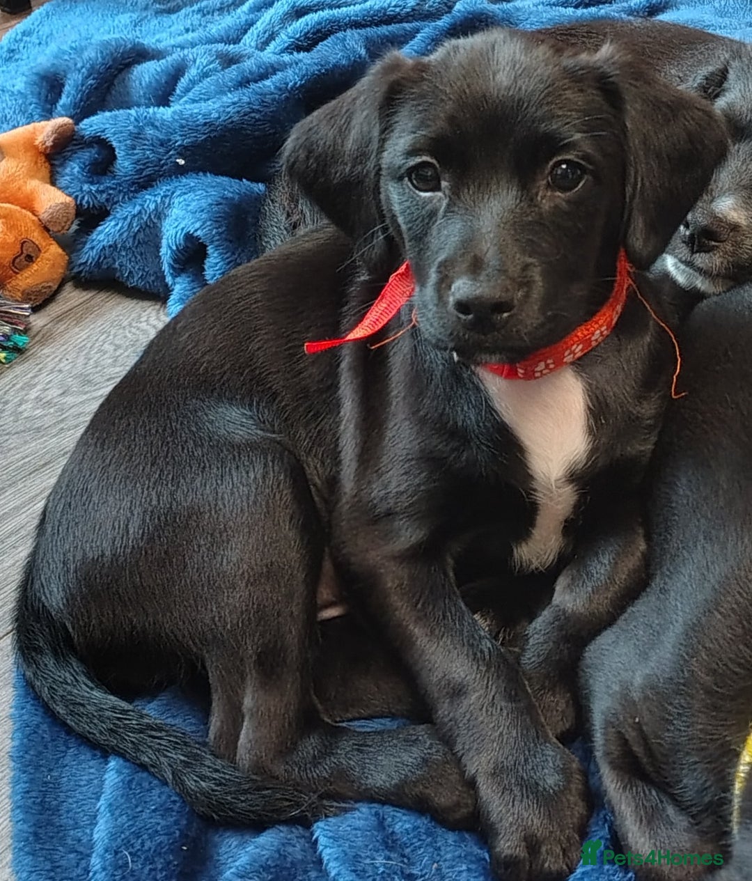 Mixed Breed dogs for sale: READY SPROCKER JACK PUPS + BAG in Hereford - Image 22