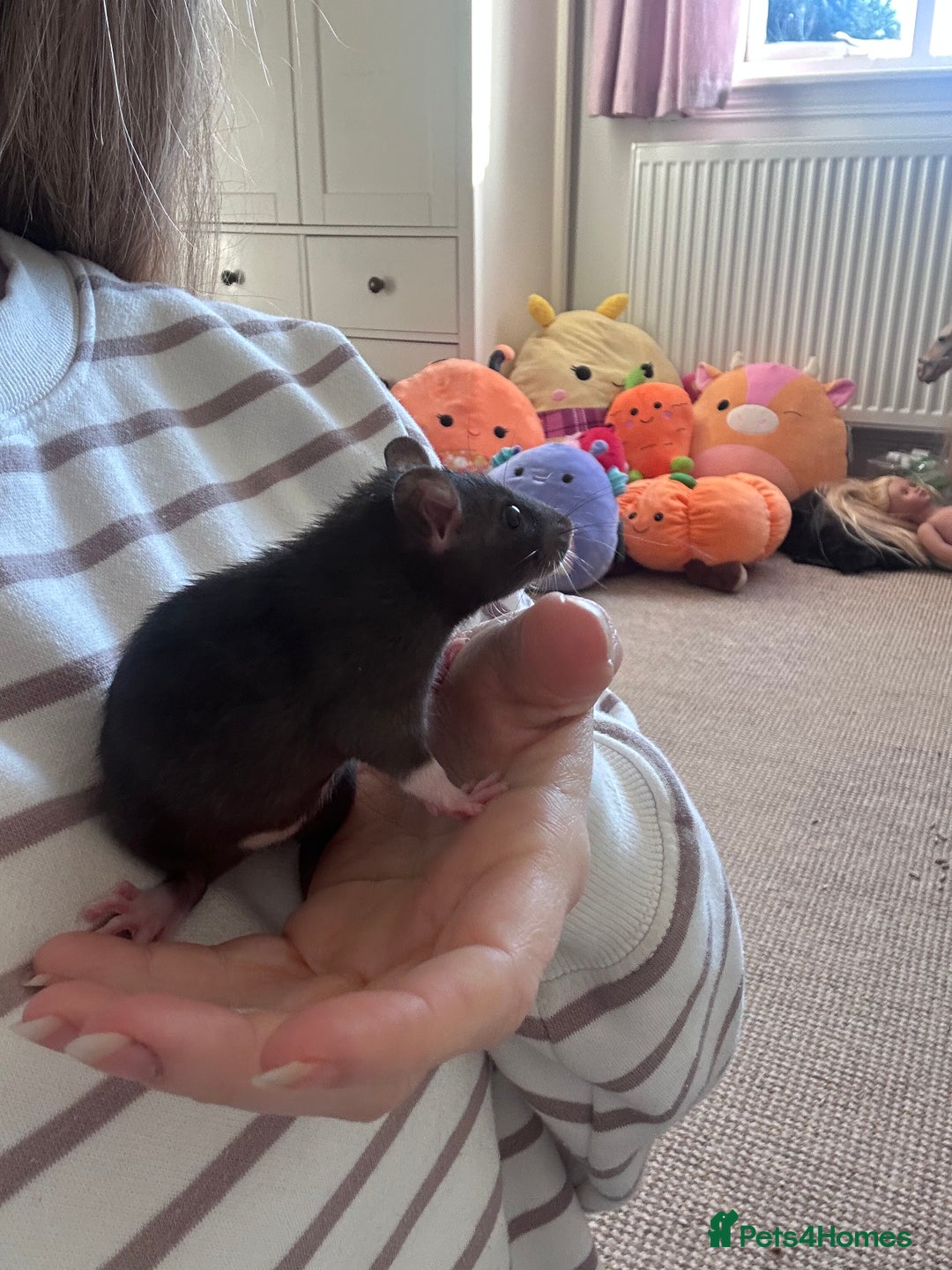 Rat rodents for sale: Baby girl rats - Advert 7