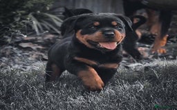 Rottweiler dogs for sale: 🖤 Gorgeous Rottweiler puppies available!  - Image 5
