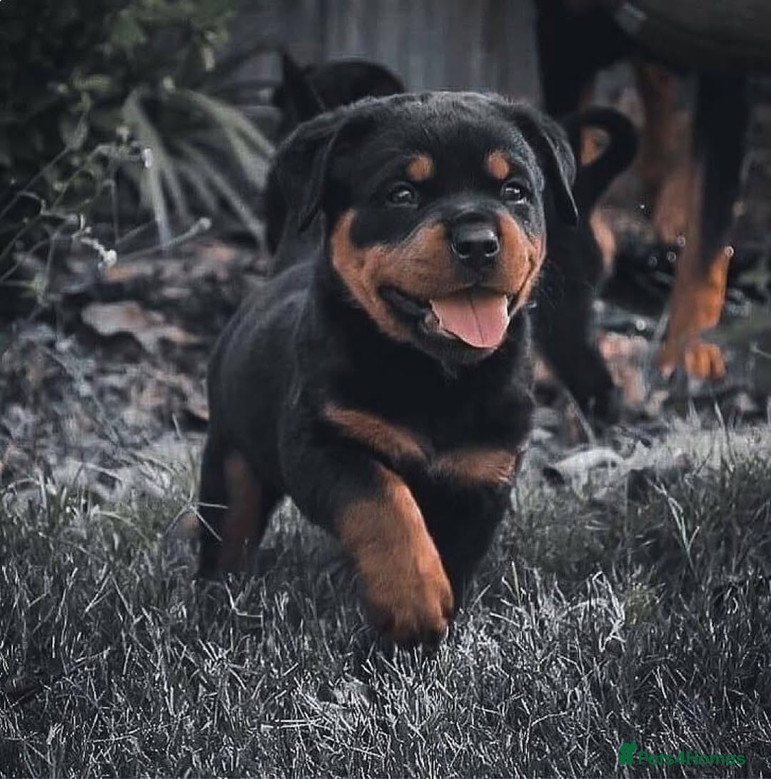 Rottweiler dogs for sale: 🖤 Gorgeous Rottweiler puppies available!  - Image 5