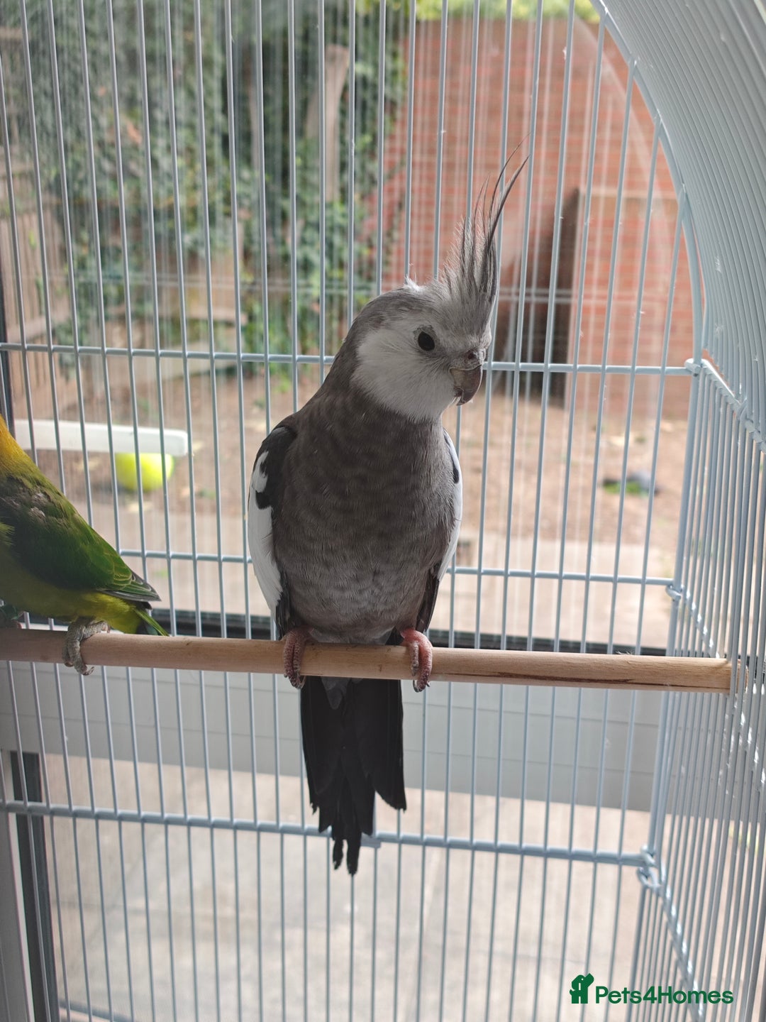 Cockatiels birds for sale: Selling 2 amazing cockatiels  - Image 10