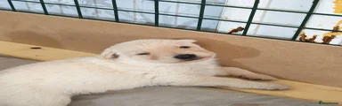 German Shepherd 1