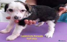 Chinese Crested dogs for sale: 3 Chinese Crested Powder Puff boys - Image 4