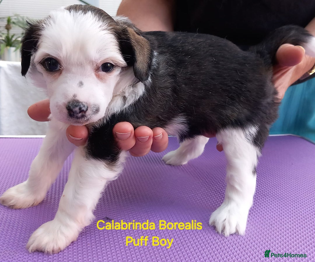 Chinese Crested dogs for sale: 3 Chinese Crested Powder Puff boys - Image 4