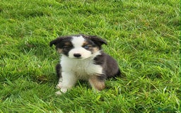 Mixed Breed dogs for sale: 7 Lovely Puppies 2Blue Merle and 5 border Collies. - Image 7