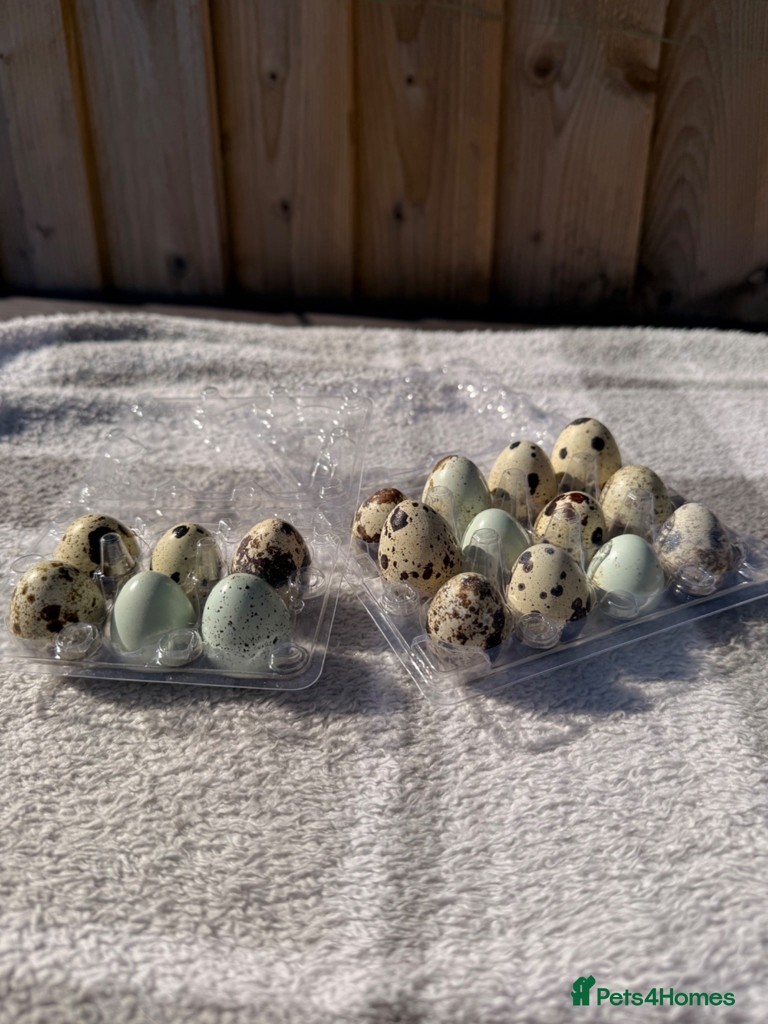 Quail poultry Quail Hatching eggs 🥚  - Advert 8