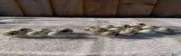 Quail poultry for sale: Quail Hatching eggs 🥚  - Advert 1