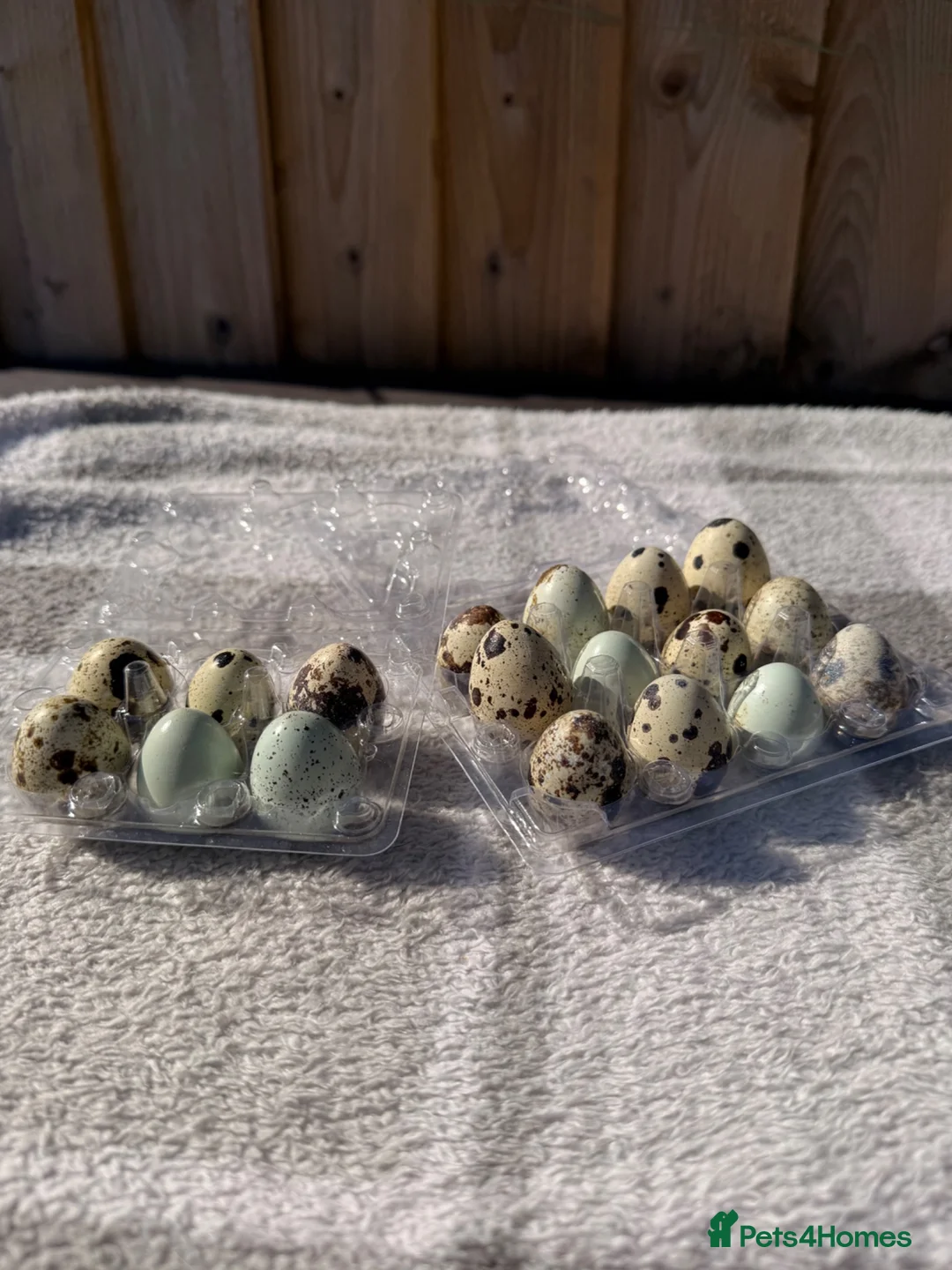 Quail poultry for sale: Quail Hatching eggs 🥚  - Advert 1