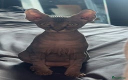 Sphynx cats for sale: Male kitten  - Image 2