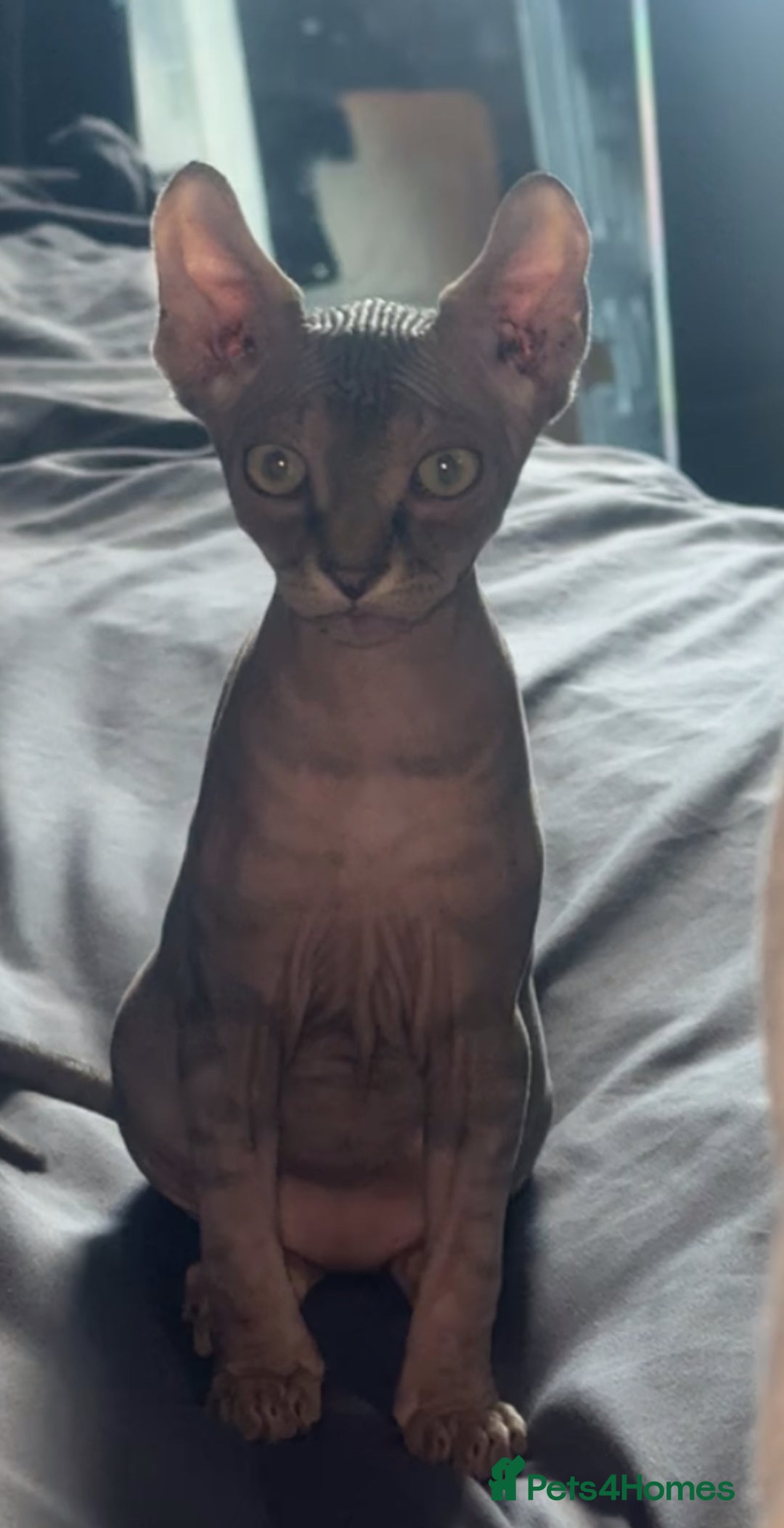 Sphynx cats for sale: Male kitten  - Image 2