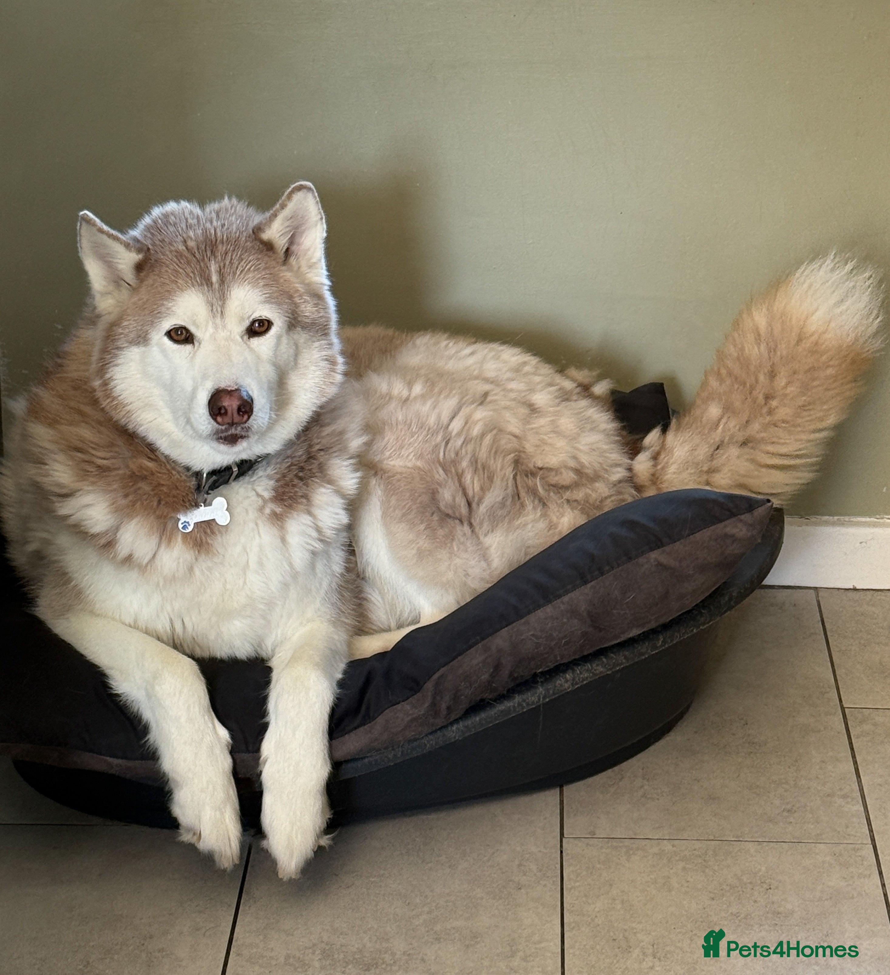 Siberian Husky dogs Red and white 8 year old Siberian Husky - Advert 7