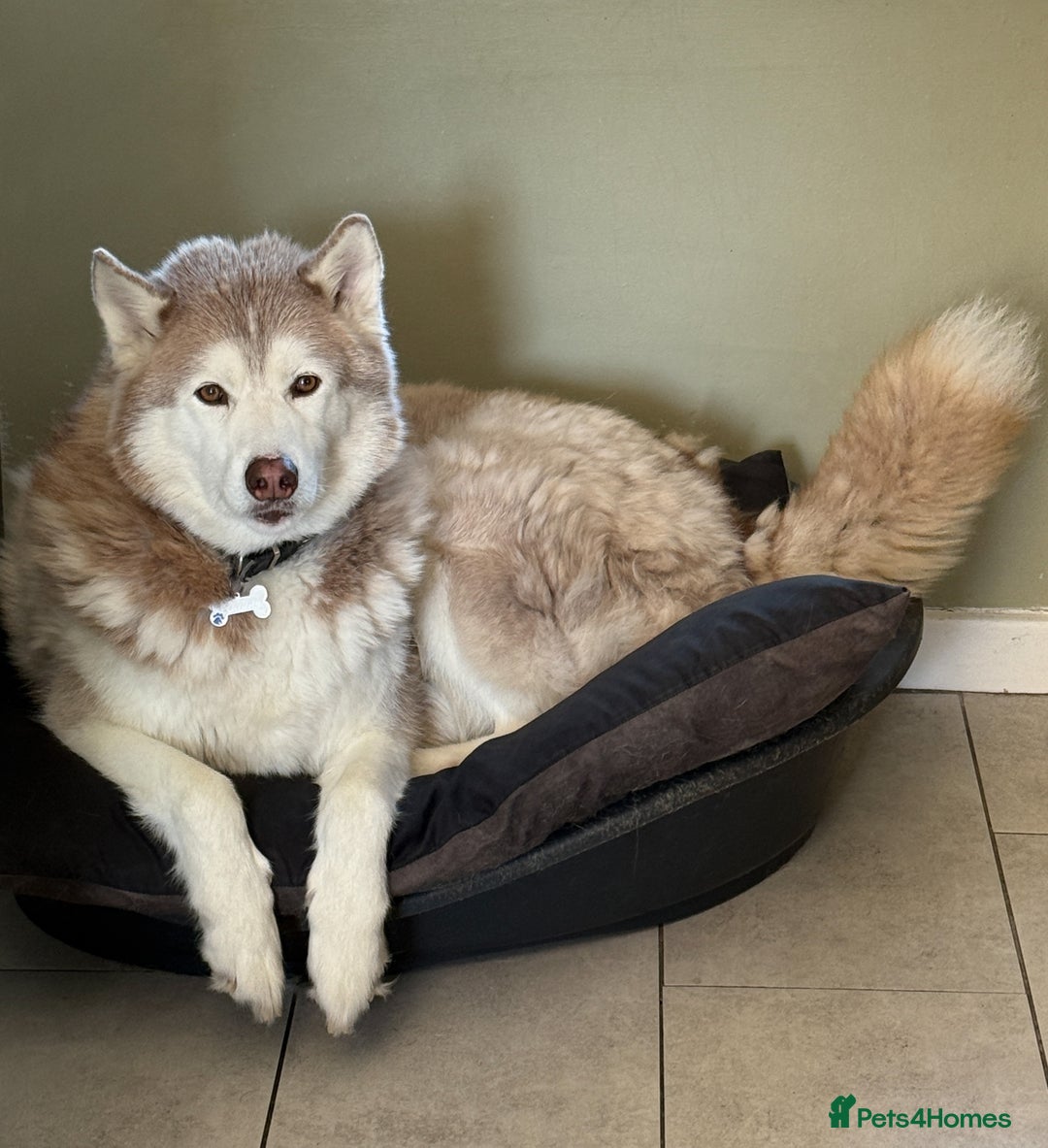 Siberian Husky dogs for sale: Red and white 8 year old Siberian Husky - Advert 1