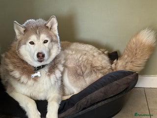 Siberian Husky dogs Red and white 8 year old Siberian Husky - Advert 3