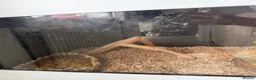 Bearded Dragon reptiles for sale: Bearded dragon  in Bristol - Advert 3