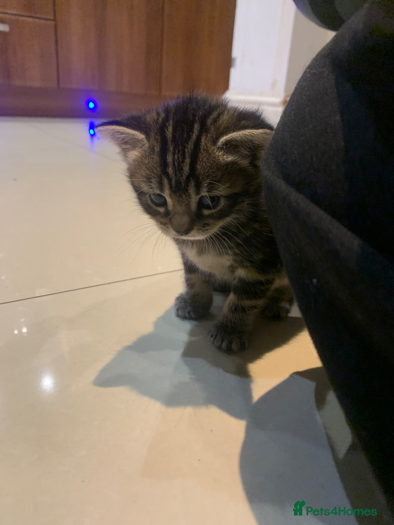 Mixed Breed cats for sale: Shorthair Tabby’s mixed breed in Solihull - Advert 22