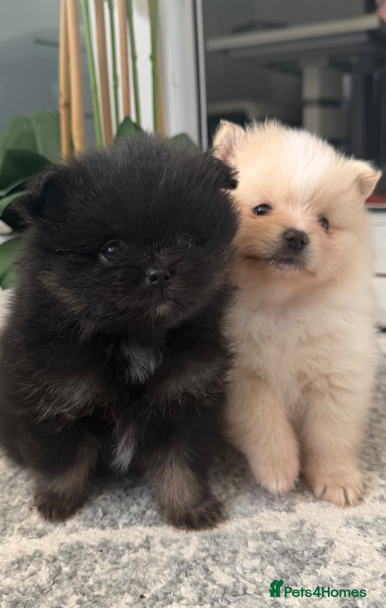 Pomeranian dogs KC registered extra fluffy Pomeranian puppies 🧸 - Advert 12