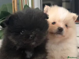 Pomeranian dogs KC registered extra fluffy Pomeranian puppies 🧸 - Advert 12