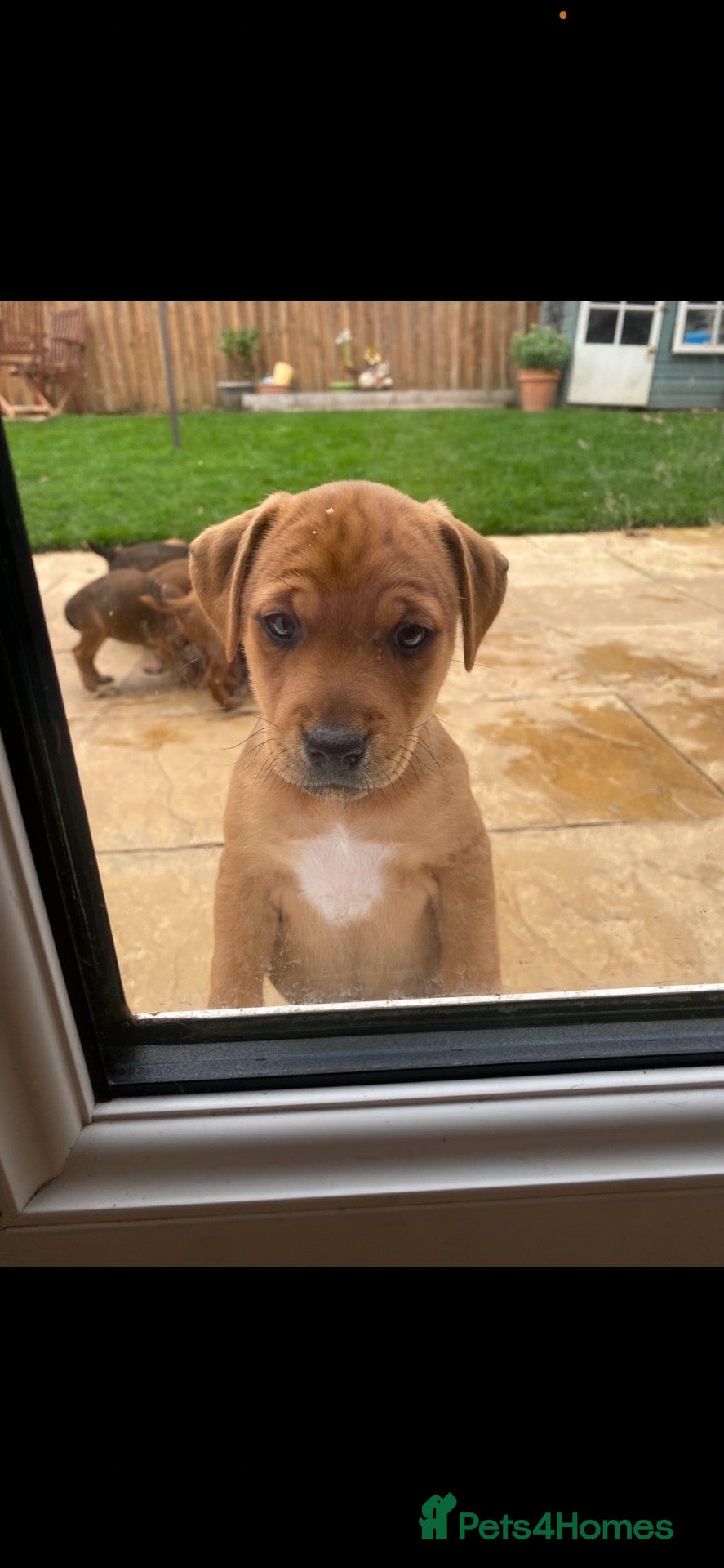 Mixed Breed dogs Patterdale x Plummer terrier - Advert 2