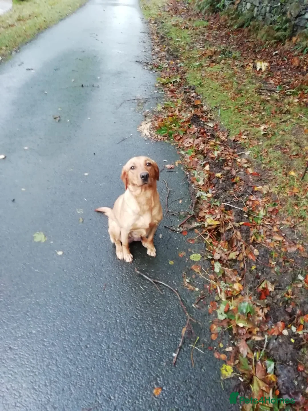 Labrador Retriever dogs for sale: 2 year old labrador - Advert 5