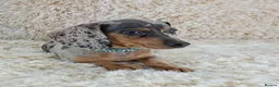 Miniature Dachshund dogs for sale: KC Registered Miniature Dachshund Puppies  - Advert 14