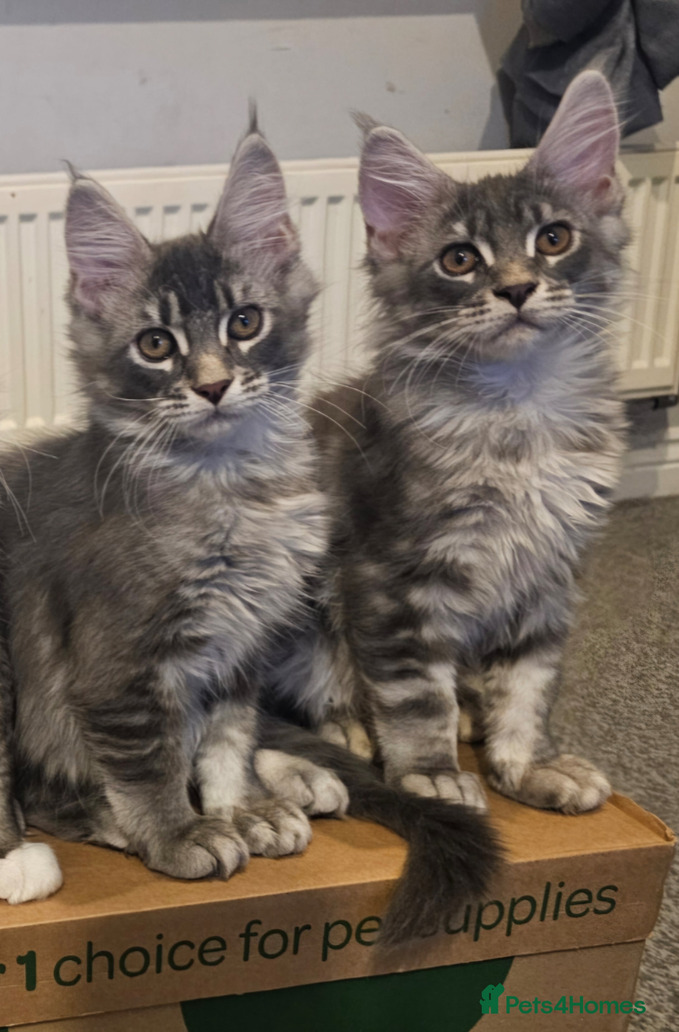 Maine Coon cats Last 2 boys Champion bloodline maine coons TICA - Advert 14