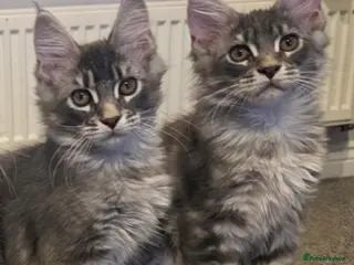 Maine Coon cats Last 2 boys Champion bloodline maine coons TICA - Advert 14