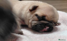 French Bulldog dogs for sale: French bulldog puppies - Image 15